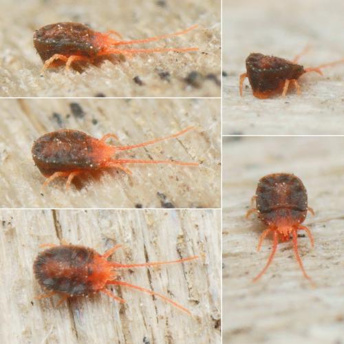 Bryobia sp.